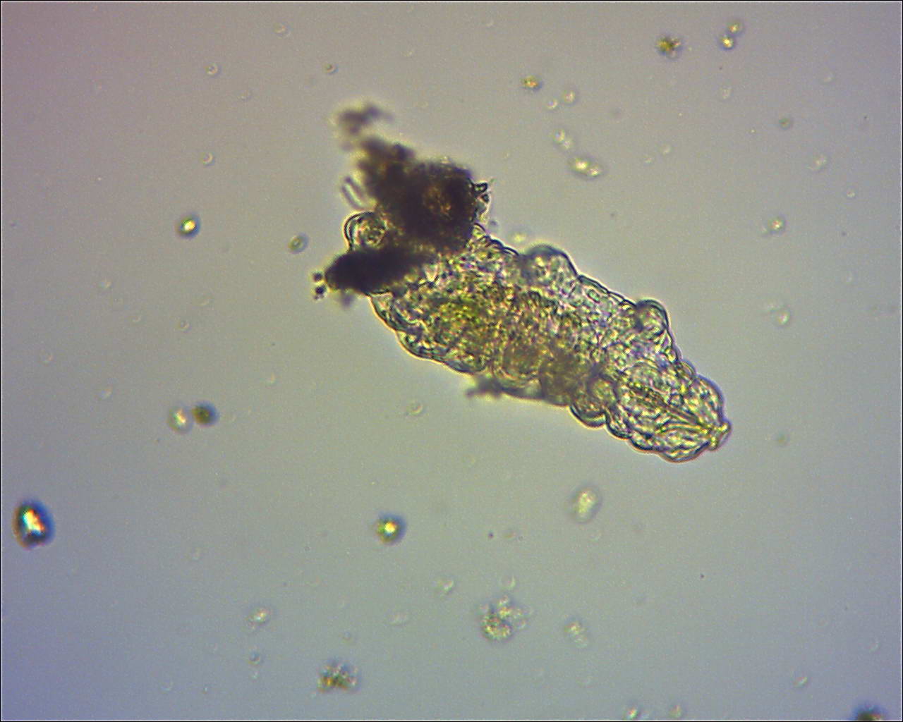 Tardigrado