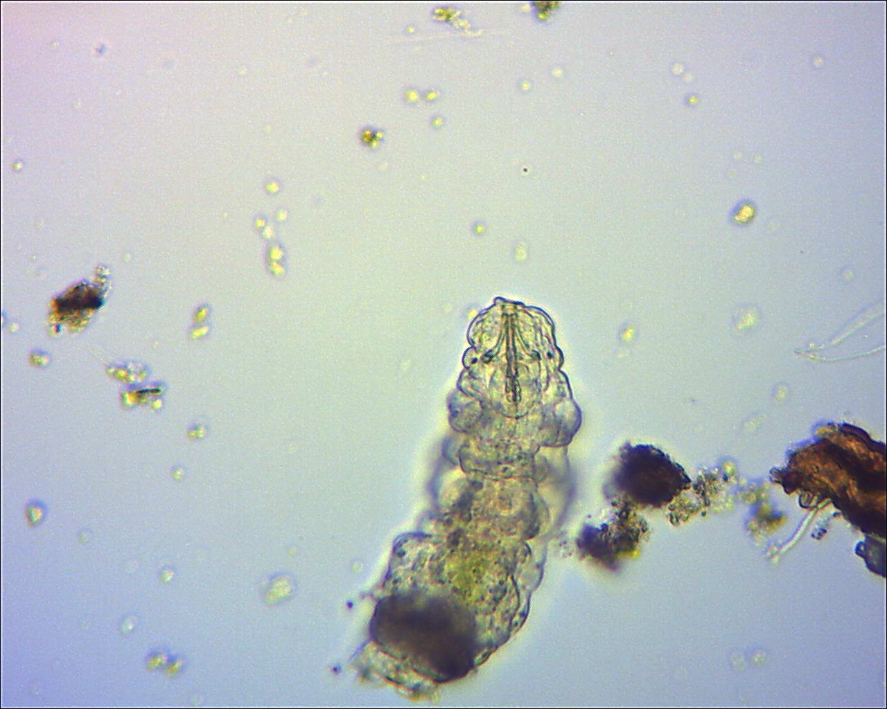 Tardigrado