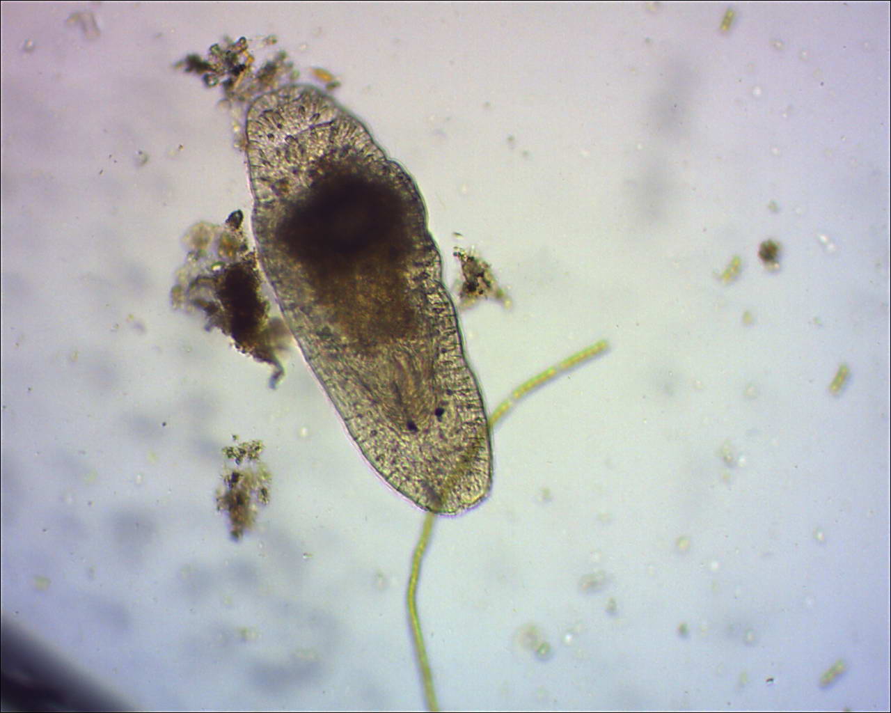 mesostoma sp.