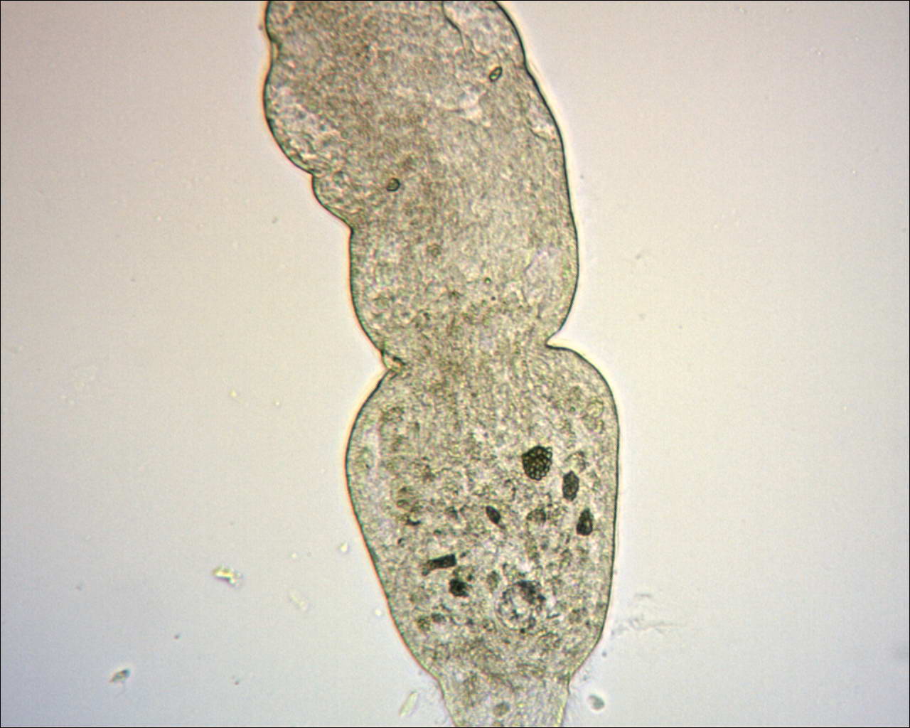 Stenostomum sp.