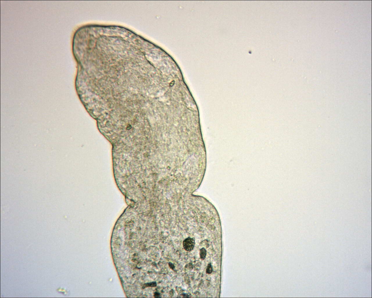 Stenostomum sp.