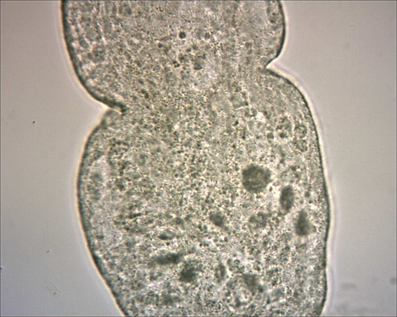 Stenostomum sp.