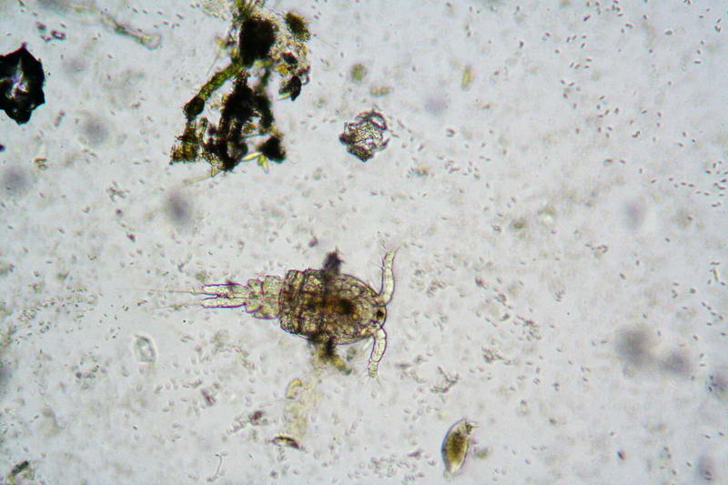 Copepode e Nauplio