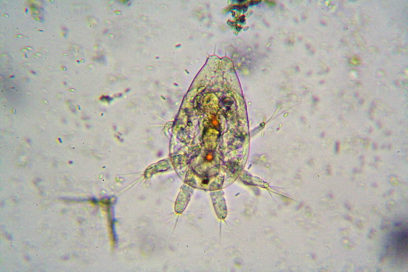 Copepode e Nauplio