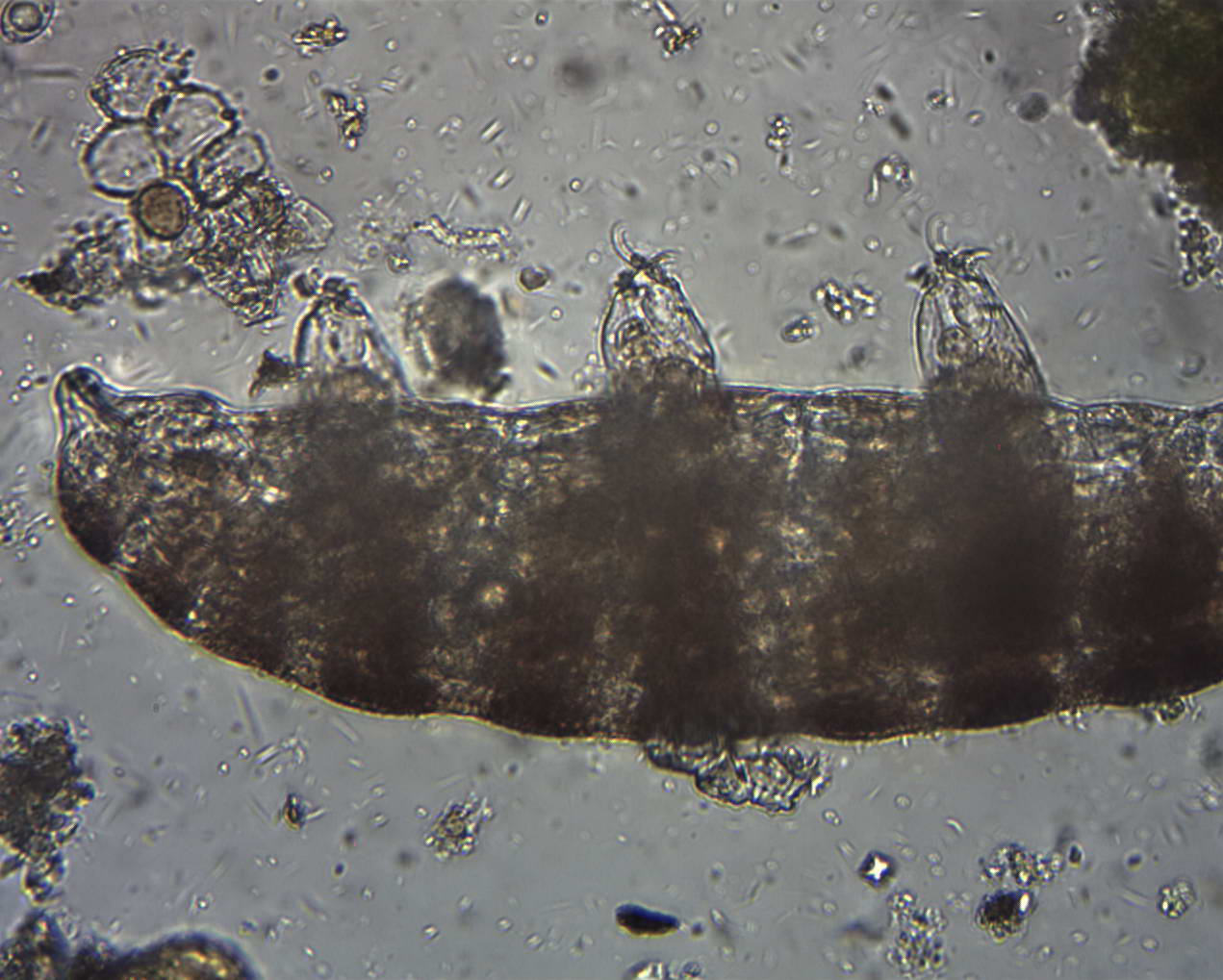 ancora tardigradi