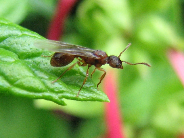 formica alata?