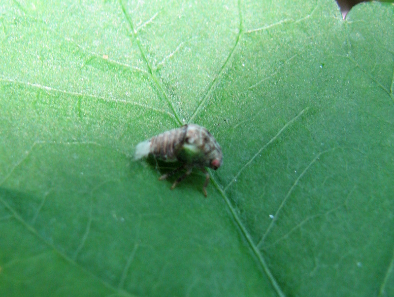 Cixiidae? ninfa. No, forse Acanaloniidae