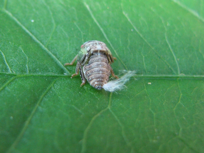 Cixiidae? ninfa. No, forse Acanaloniidae