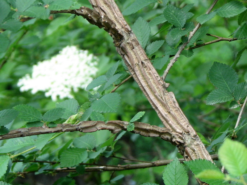 Ulmus minor / Olmo comune