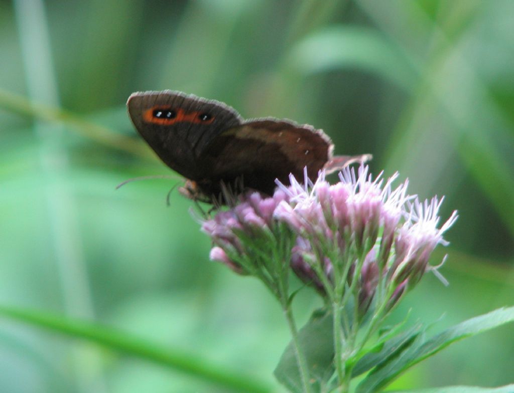 Ligea erebia?