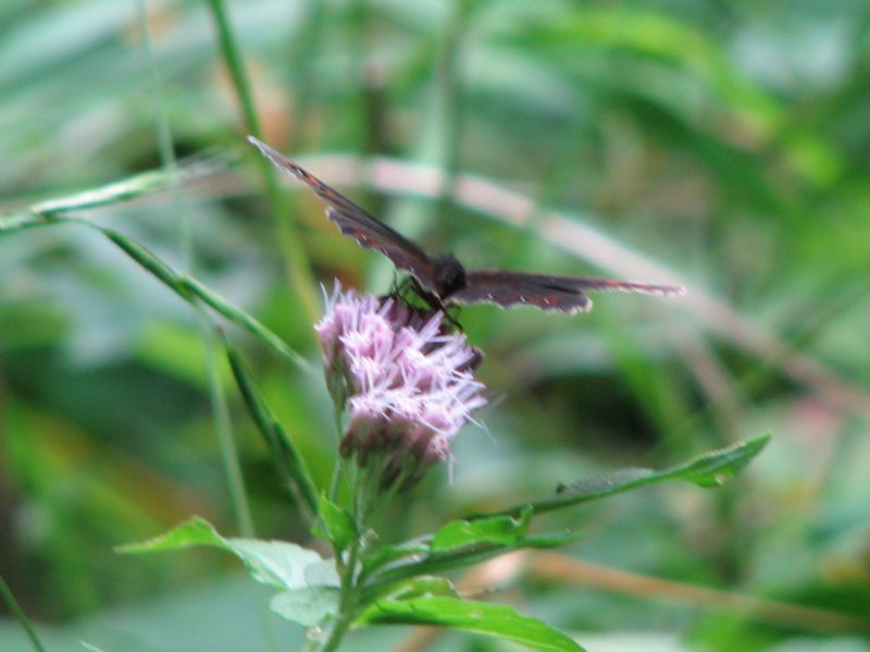 Ligea erebia?