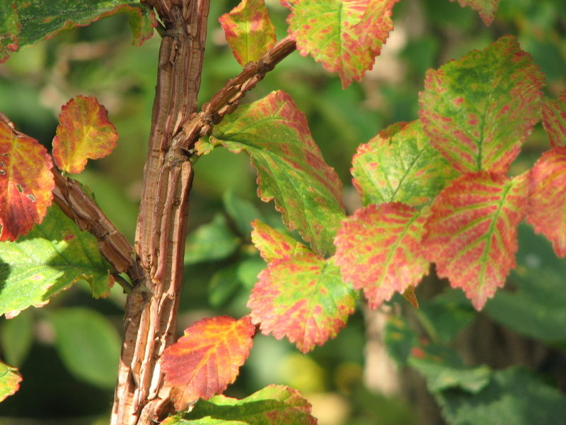 Ulmus minor / Olmo comune