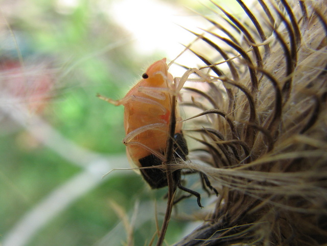 Dolychoris baccarum- muta malriuscita