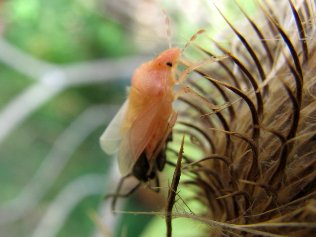 Dolychoris baccarum- muta malriuscita