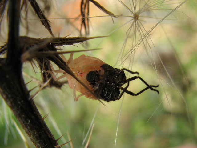 Dolychoris baccarum- muta malriuscita