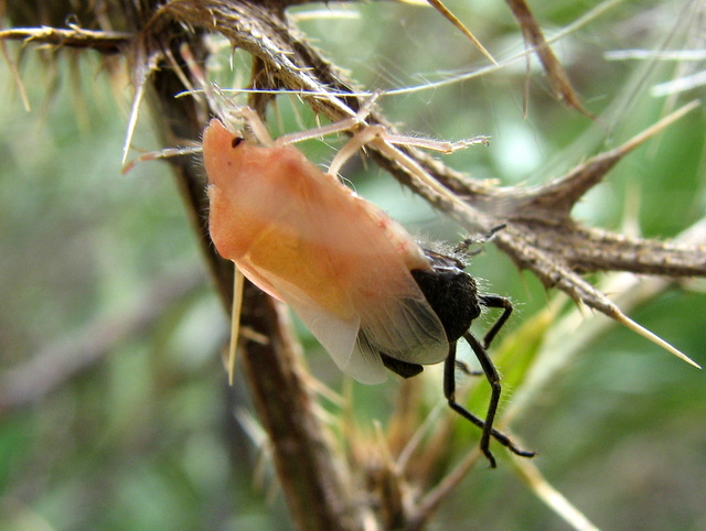 Dolychoris baccarum- muta malriuscita