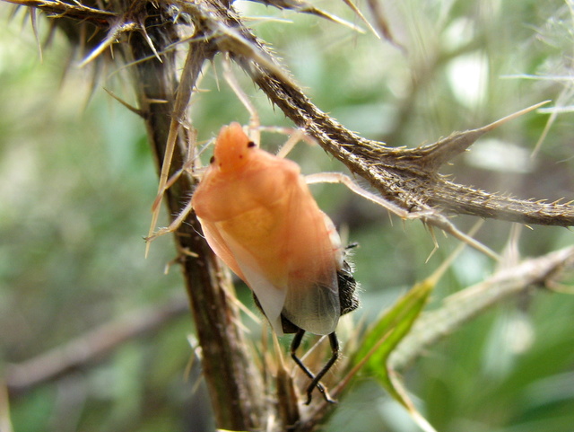 Dolychoris baccarum- muta malriuscita