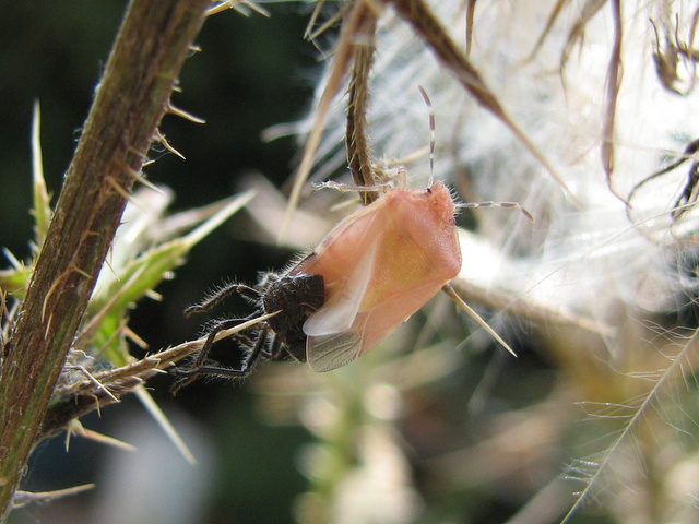 Dolychoris baccarum- muta malriuscita