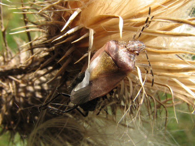 Dolychoris baccarum- muta malriuscita