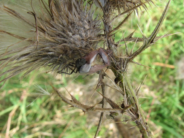 Dolychoris baccarum- muta malriuscita