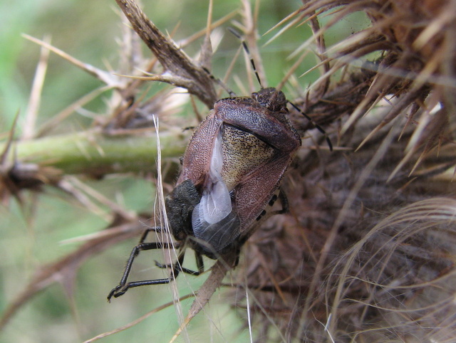 Dolychoris baccarum- muta malriuscita