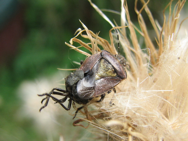 Dolychoris baccarum- muta malriuscita