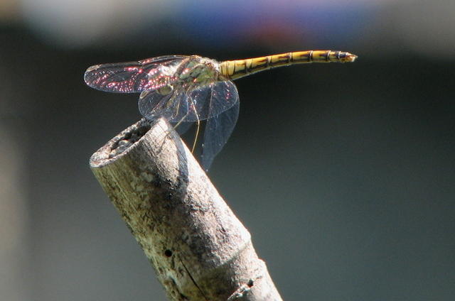 Libellulidae: Sympetrum striolatum