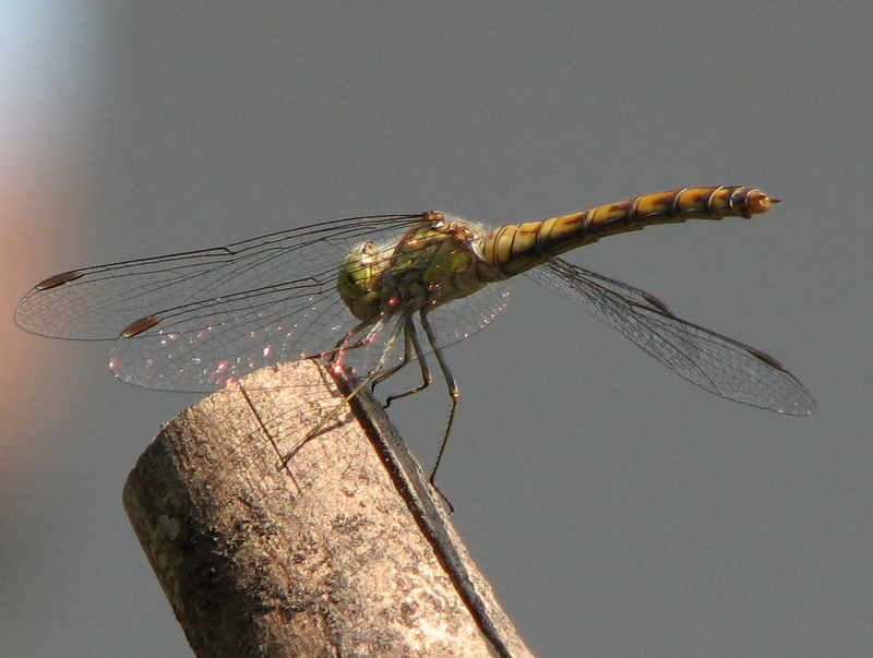 Libellulidae: Sympetrum striolatum