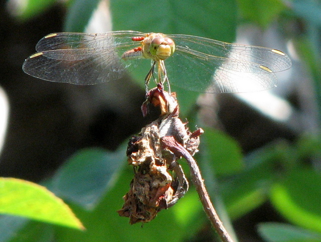 libellula con pallini rossi sulle ali: Sympetrum meridionale