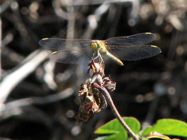 libellula con pallini rossi sulle ali: Sympetrum meridionale