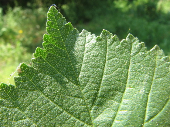 Ulmus minor / Olmo comune