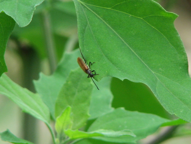 Tenebrionidae??? - Lagria hirta