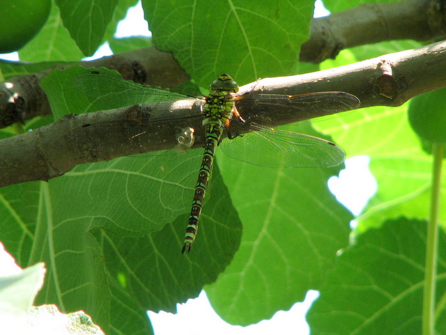 Aeshna cyanea