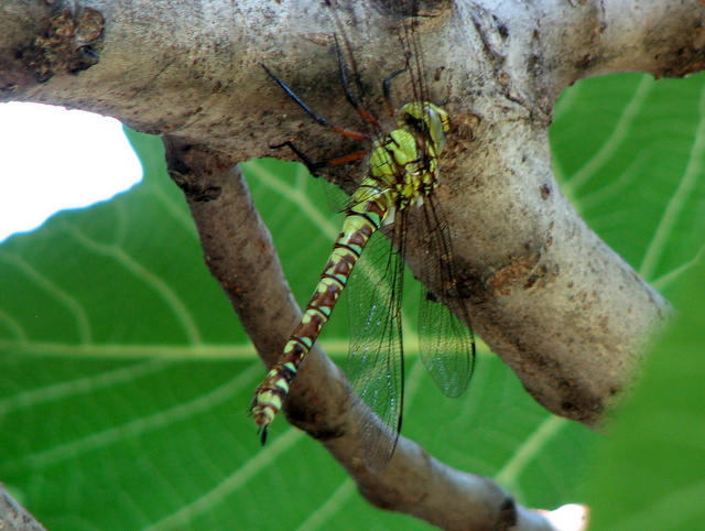 Aeshna cyanea