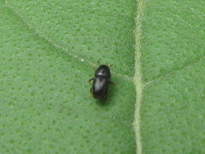 coleottero da id - Scolytus rugulosus cfr. (Scolytidae)