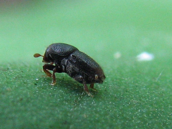 coleottero da id - Scolytus rugulosus cfr. (Scolytidae)