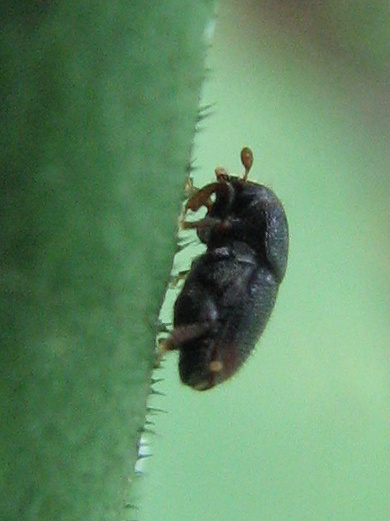 coleottero da id - Scolytus rugulosus cfr. (Scolytidae)