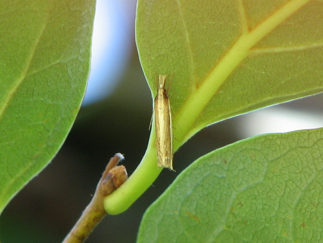 piccola e smilza falena dorata