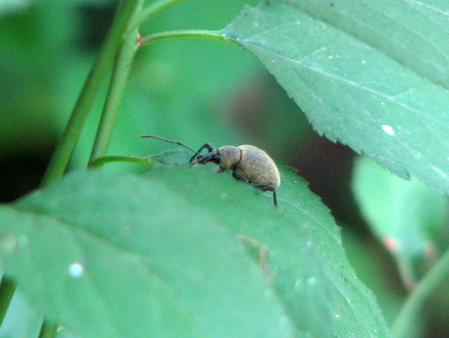 Curculionidae: Otiorhynchus (s.str.) sp.