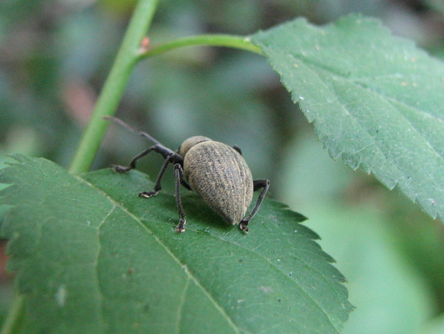 Curculionidae: Otiorhynchus (s.str.) sp.