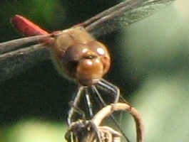 Libellula da id