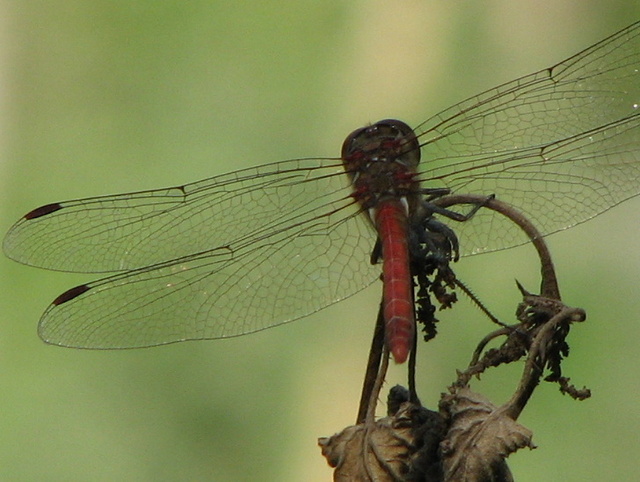 Libellula da id