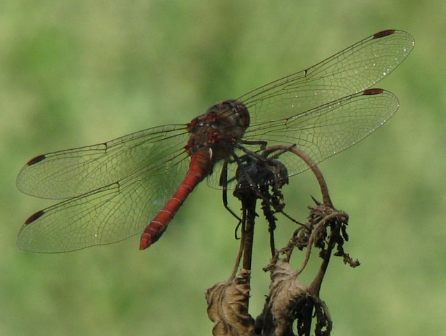 Libellula da id