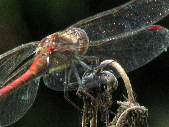 Libellula da id