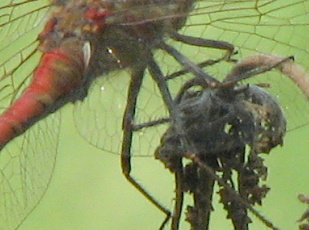 Libellula da id