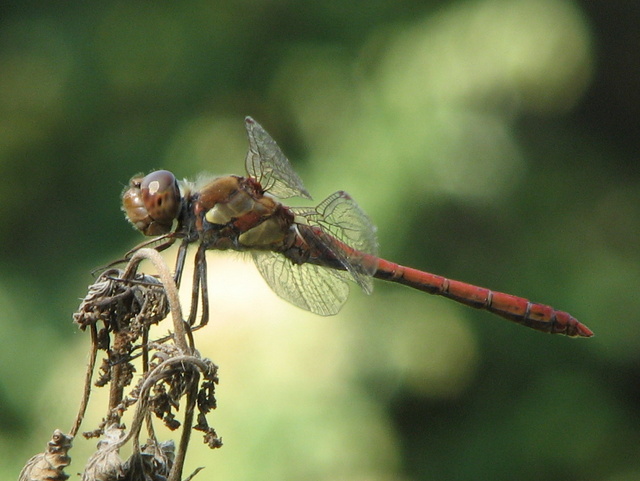 Libellula da id