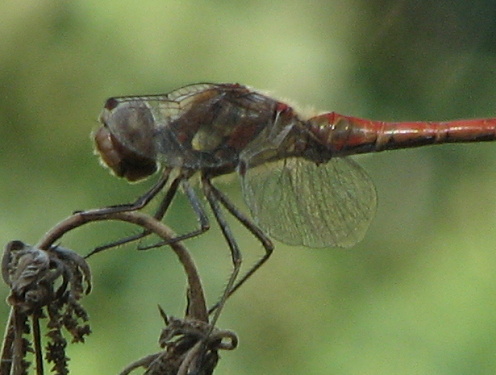 Libellula da id