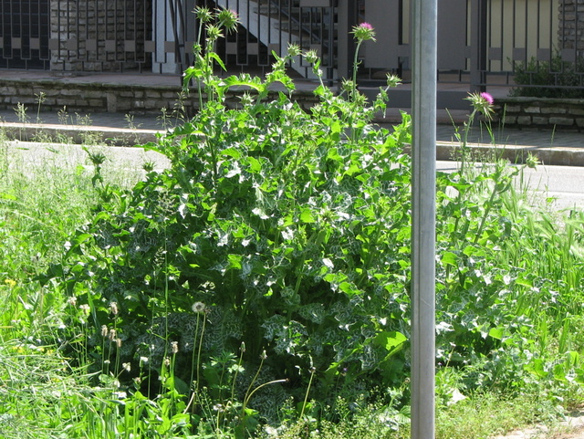 Silybum marianum