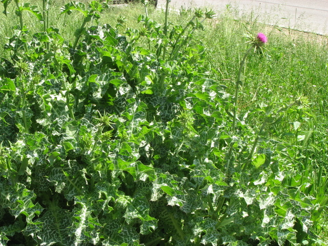 Silybum marianum