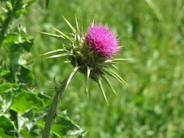 Silybum marianum